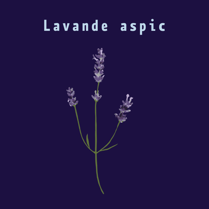 lavande-aspic