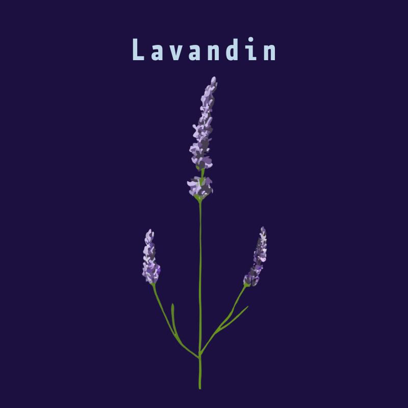 lavandin-herbesettraditions